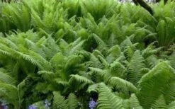The King Ostrich Fern (Matteuccia Struthiopteris) - 6 Pack Of 1 Gallon Pots -Plant Serie Store Matteuccia struthiopteris the king ostrich fern 8