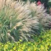 Adagio Dwarf Maiden Grass - Miscanthus Sinensis - 1 Gallon Pot -Plant Serie Store Miscanthus Adagio Dwarf Rev 500x750 1