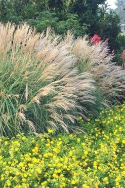 Plant Serie Store 27 Adagio Dwarf Maiden Grass - Miscanthus Sinensis - 3 Gallon Pot