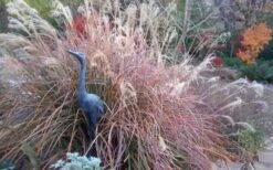 Adagio Dwarf Maiden Grass - Miscanthus Sinensis - 3 Gallon Pot 14 Adagio Dwarf Maiden Grass - Miscanthus Sinensis - 3 Gallon Pot -Plant Serie Store Miscanthus Adagio Fall Foliage Color 1