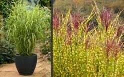 Gold Breeze Zebra Grass (Miscanthus) - 1 Gallon Pot -Plant Serie Store Miscanthus Gold Breeze Flowers