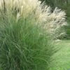 Maiden Grass - Miscanthus Sinensis 'Gracillimus' - 1 Gallon Pot 1 Maiden Grass - Miscanthus Sinensis 'Gracillimus' - 1 Gallon Pot -Plant Serie Store Miscanthus Gracillimus 10 500x750 2