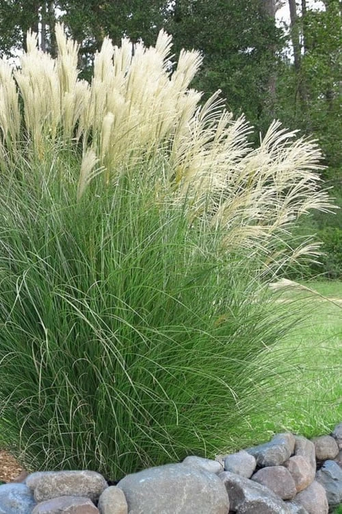 Maiden Grass - Miscanthus Sinensis 'Gracillimus' - 1 Gallon Pot 3 Maiden Grass - Miscanthus Sinensis 'Gracillimus' - 1 Gallon Pot