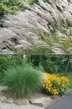 Maiden Grass - Miscanthus Sinensis 'Gracillimus' - 1 Gallon Pot 13 Maiden Grass - Miscanthus Sinensis 'Gracillimus' - 1 Gallon Pot -Plant Serie Store Miscanthus Gracillimus 500x750 2