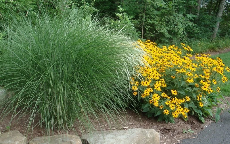 Maiden Grass - Miscanthus Sinensis 'Gracillimus' - 1 Gallon Pot 8 Maiden Grass - Miscanthus Sinensis 'Gracillimus' - 1 Gallon Pot - Image 6
