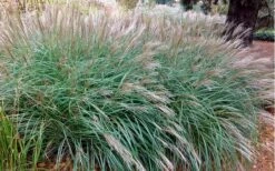 Little Kitten Dwarf Maiden Grass - Miscanthus Sinensis - 2 Gallon Pot -Plant Serie Store Miscanthus Little Kittens 10