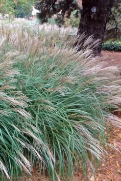 Little Kitten Dwarf Maiden Grass - Miscanthus Sinensis - 2 Gallon Pot -Plant Serie Store Miscanthus Little Kittens 11