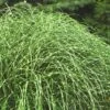 Little Zebra Grass - Miscanthus - 6 Pack Of 1 Gallon Pots -Plant Serie Store Miscanthus Little Zebra Rev 2 500x750 1