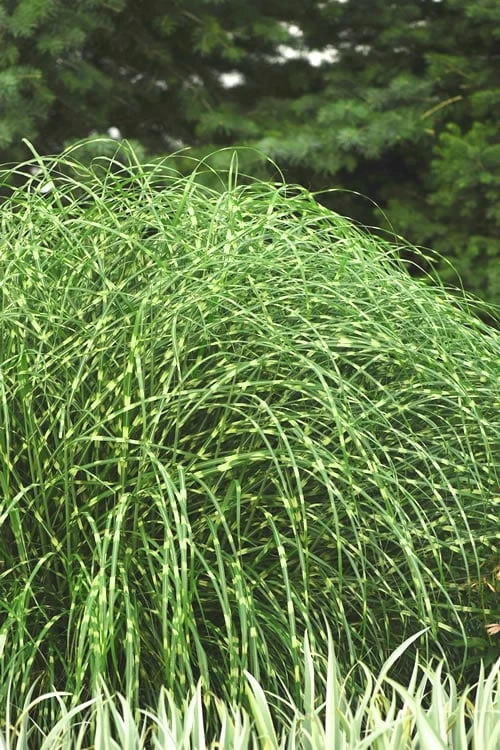 Little Zebra Grass - Miscanthus - 1 Gallon Pot 3 Little Zebra Grass - Miscanthus - 1 Gallon Pot