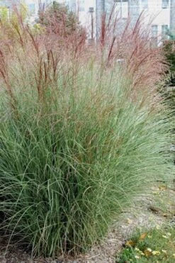 Morning Light Maiden Grass - Miscanthus Sinensis - 6 Pack Of 1 Gallon Pots -Plant Serie Store Miscanthus Morning Light 1