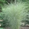 Morning Light Maiden Grass - Miscanthus Sinensis - 1 Gallon Pot -Plant Serie Store Miscanthus Morning Light 2 1