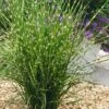 Porcupine Zebra Grass (Miscanthus Sinensis 'Strictus') - 3 Gallon Pot 1 Porcupine Zebra Grass (Miscanthus Sinensis 'Strictus') - 3 Gallon Pot -Plant Serie Store Miscanthus Porcupine Grass 13