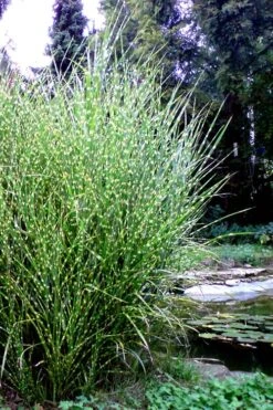 Porcupine Zebra Grass (Miscanthus Sinensis 'Strictus') - 3 Gallon Pot -Plant Serie Store Miscanthus Porcupine Grass 14