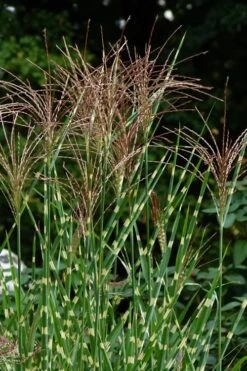 Porcupine Zebra Grass (Miscanthus Sinensis 'Strictus') - 3 Gallon Pot -Plant Serie Store Miscanthus Porcupine Grass 5