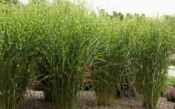 Porcupine Zebra Grass (Miscanthus Sinensis 'Strictus') - 3 Gallon Pot -Plant Serie Store Miscanthus Porcupine Grass 8