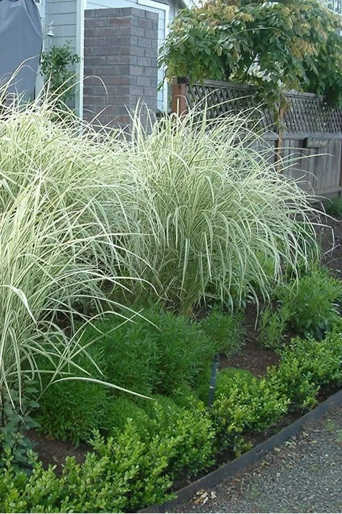 Variegated Maiden Grass - Miscanthus Sinensis 'Variegatus' - 1 Gallon Pot 6 Variegated Maiden Grass - Miscanthus Sinensis 'Variegatus' - 1 Gallon Pot - Image 4