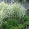 Variegated Maiden Grass - Miscanthus Sinensis 'Variegatus' - 6 Pack Of 1 Gallon Pots -Plant Serie Store Miscanthus Variegated 3