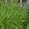 Zebra Grass - Miscanthus Sinensis 'Zebrinus' - 3 Gallon Pot 1 Zebra Grass - Miscanthus Sinensis 'Zebrinus' - 3 Gallon Pot -Plant Serie Store Miscanthus Zebra Grass 13