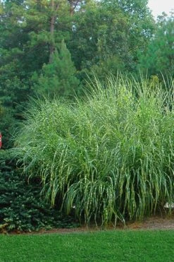 Zebra Grass - Miscanthus Sinensis 'Zebrinus' - 3 Gallon Pot 13 Zebra Grass - Miscanthus Sinensis 'Zebrinus' - 3 Gallon Pot -Plant Serie Store Miscanthus Zebra Grass 14
