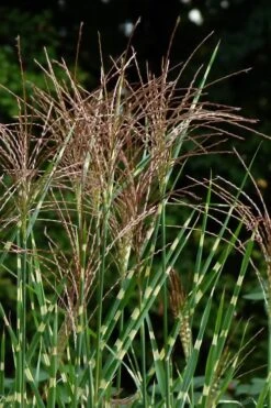 Zebra Grass - Miscanthus Sinensis 'Zebrinus' - 3 Gallon Pot 14 Zebra Grass - Miscanthus Sinensis 'Zebrinus' - 3 Gallon Pot -Plant Serie Store Miscanthus Zebra Grass 15