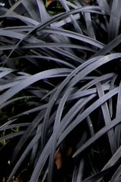 Black Mondo Grass - Ophiopogon Planiscapus 'Nigrescens' - 6 Pack Of 1 Gallon Pots 15 Black Mondo Grass - Ophiopogon Planiscapus 'Nigrescens' - 6 Pack Of 1 Gallon Pots -Plant Serie Store Mondo Grass Black 10