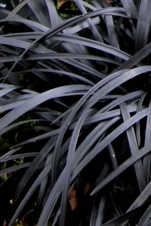 Black Mondo Grass - Ophiopogon Planiscapus 'Nigrescens' - 6 Pack Of 1 Gallon Pots 9 Black Mondo Grass - Ophiopogon Planiscapus 'Nigrescens' - 6 Pack Of 1 Gallon Pots - Image 7