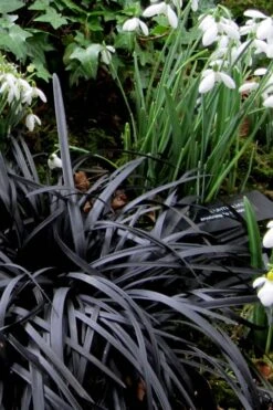 Black Mondo Grass - Ophiopogon Planiscapus 'Nigrescens' - 6 Pack Of 1 Gallon Pots 14 Black Mondo Grass - Ophiopogon Planiscapus 'Nigrescens' - 6 Pack Of 1 Gallon Pots -Plant Serie Store Mondo Grass Black 11