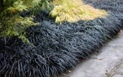 Black Mondo Grass - Ophiopogon Planiscapus 'Nigrescens' - 6 Pack Of 1 Gallon Pots 13 Black Mondo Grass - Ophiopogon Planiscapus 'Nigrescens' - 6 Pack Of 1 Gallon Pots -Plant Serie Store Mondo Grass Black 12