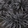 Black Mondo Grass - Ophiopogon Planiscapus 'Nigrescens' - 6 Pack Of 1 Gallon Pots 1 Black Mondo Grass - Ophiopogon Planiscapus 'Nigrescens' - 6 Pack Of 1 Gallon Pots -Plant Serie Store Mondo Grass Black 15