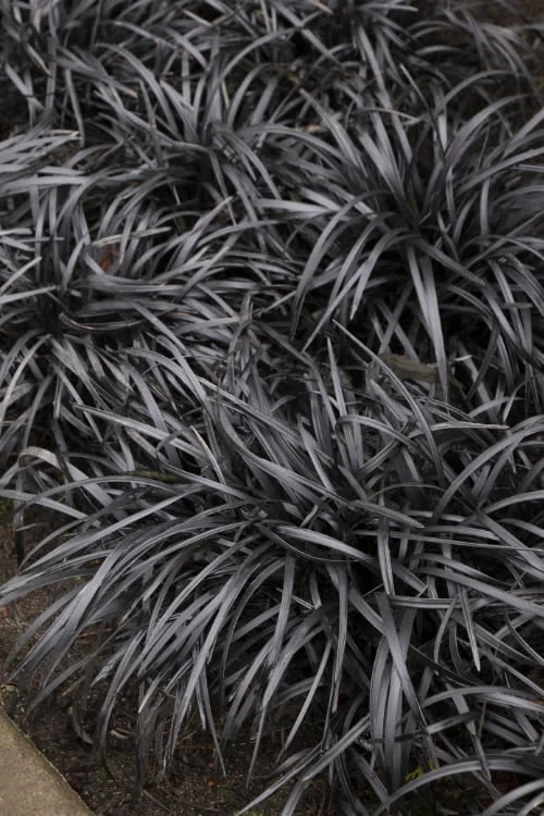 Black Mondo Grass - Ophiopogon Planiscapus 'Nigrescens' - 6 Pack Of 1 Gallon Pots 3 Black Mondo Grass - Ophiopogon Planiscapus 'Nigrescens' - 6 Pack Of 1 Gallon Pots