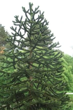 Monkey Puzzle Tree - Araucaria Auracana - 5 Gallon Pot -Plant Serie Store Monkey Puzzle Tree 2