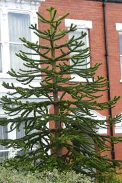 Monkey Puzzle Tree - Araucaria Auracana - 5 Gallon Pot -Plant Serie Store Monkey Puzzle Tree 3