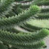 Monkey Puzzle Tree - Araucaria Auracana - 5 Gallon Pot -Plant Serie Store Monkey Puzzle Tree 4