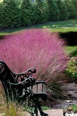 Pink Muhly Grass - Cotton Candy Grass - 1 Gallon Pot 19 Pink Muhly Grass - Cotton Candy Grass - 1 Gallon Pot -Plant Serie Store Muhly Grass Pink 200 1