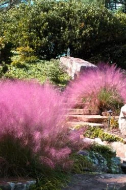 Pink Muhly Grass - Cotton Candy Grass - 1 Gallon Pot 16 Pink Muhly Grass - Cotton Candy Grass - 1 Gallon Pot -Plant Serie Store Muhly Grass Pink 202 1