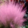 Pink Muhly Grass - Cotton Candy Grass - 1 Gallon Pot -Plant Serie Store Muhly Grass Pink 204 1