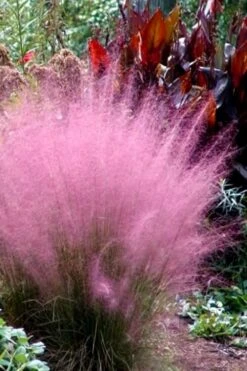 Pink Muhly Grass - Cotton Candy Grass - 3 Gallon Pot -Plant Serie Store Muhly Grass Pink 204