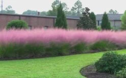 Pink Muhly Grass - Cotton Candy Grass - 1 Gallon Pot 20 Pink Muhly Grass - Cotton Candy Grass - 1 Gallon Pot -Plant Serie Store Muhly Grass Pink 70 1
