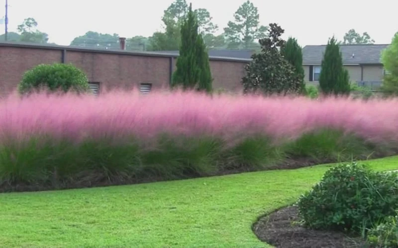 Pink Muhly Grass - Cotton Candy Grass - 1 Gallon Pot 11 Pink Muhly Grass - Cotton Candy Grass - 1 Gallon Pot - Image 9