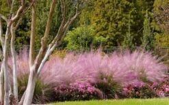 Pink Muhly Grass - Cotton Candy Grass - 1 Gallon Pot 21 Pink Muhly Grass - Cotton Candy Grass - 1 Gallon Pot -Plant Serie Store Muhly Grass Pink 76