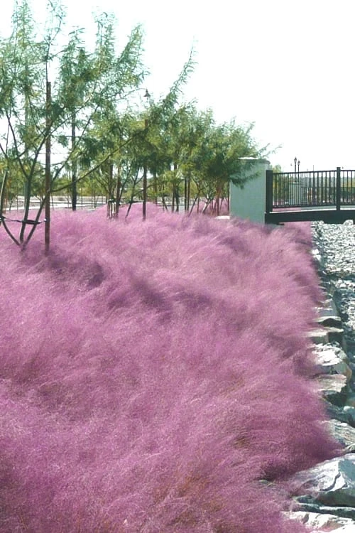 Pink Muhly Grass - Cotton Candy Grass - 1 Gallon Pot 8 Pink Muhly Grass - Cotton Candy Grass - 1 Gallon Pot - Image 6