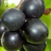 Cowart Black Muscadine Grape Vine - 1 Gallon Pot -Plant Serie Store Muscadine Cowart 1