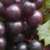 Creek Black Muscadine Grape Vine - 1 Gallon Pot 1 Creek Black Muscadine Grape Vine - 1 Gallon Pot -Plant Serie Store Muscadine Creek 1