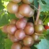 Triumph Muscadine Grape Vine - 1 Gallon Pot -Plant Serie Store Muscadine Triumph 1