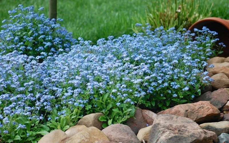 Semperflorens True Forget-Me-Not (Myosotis Scorpioides) - 5 Pack Of Quart Pots 7 Semperflorens True Forget-Me-Not (Myosotis Scorpioides) - 5 Pack Of Quart Pots - Image 5