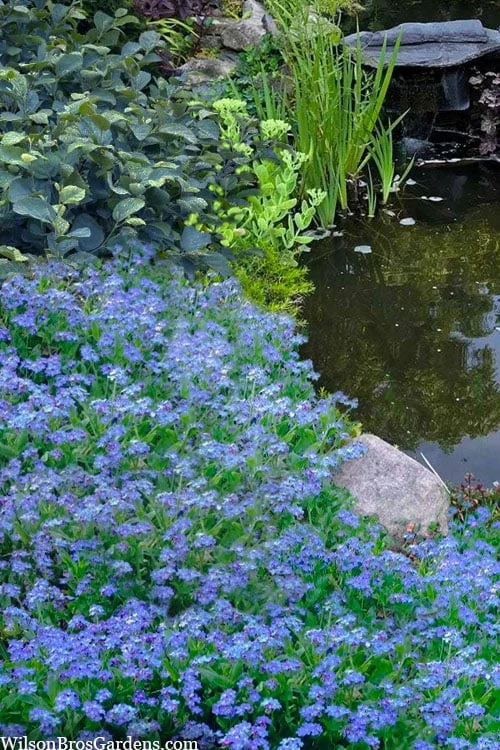 Semperflorens True Forget-Me-Not (Myosotis Scorpioides) - 5 Pack Of Quart Pots 3 Semperflorens True Forget-Me-Not (Myosotis Scorpioides) - 5 Pack Of Quart Pots