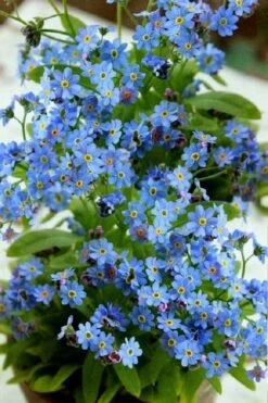 Semperflorens True Forget-Me-Not (Myosotis Scorpioides) - 5 Pack Of Quart Pots 13 Semperflorens True Forget-Me-Not (Myosotis Scorpioides) - 5 Pack Of Quart Pots -Plant Serie Store Myosotis Semperflorens True Forget Me Not 2