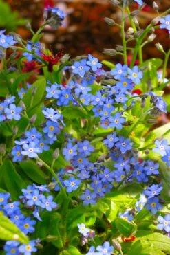Semperflorens True Forget-Me-Not (Myosotis Scorpioides) - 5 Pack Of Quart Pots 11 Semperflorens True Forget-Me-Not (Myosotis Scorpioides) - 5 Pack Of Quart Pots -Plant Serie Store Myosotis Semperflorens True Forget Me Not 5