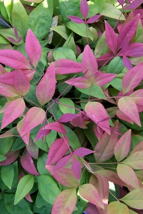 Blush Pink Nandina - 2 Gallon Pot 3 Blush Pink Nandina - 2 Gallon Pot
