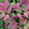 Blush Pink Nandina - 1 Gallon Pot -Plant Serie Store Nandina Blush Pink 500x750 3